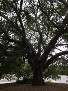 Filippi Oak