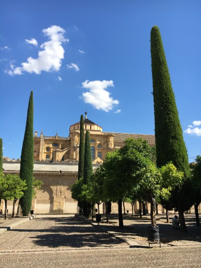 Cypresses and Orange Trees
